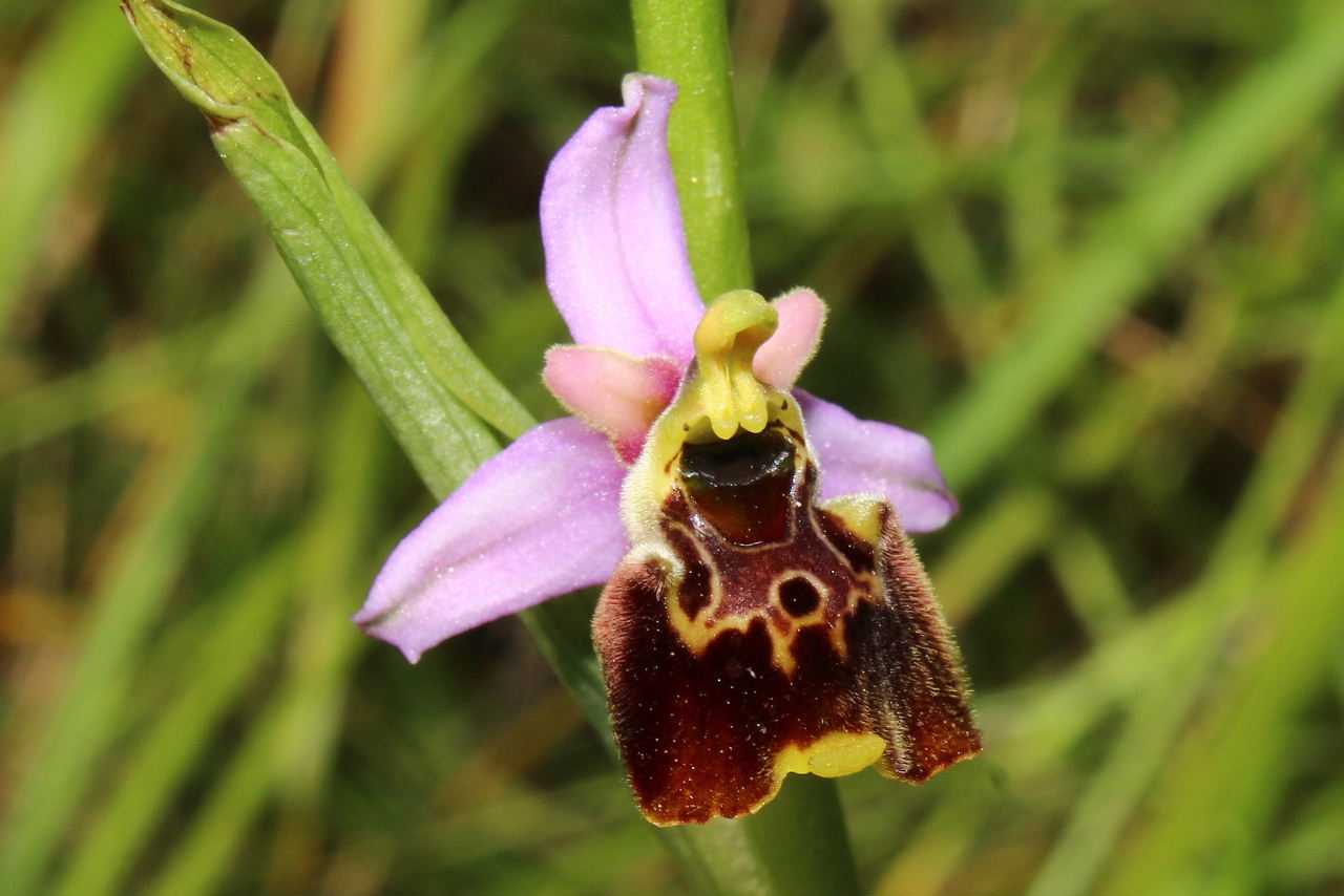 Ophrys tetraloniae / Ofride Tetralonia